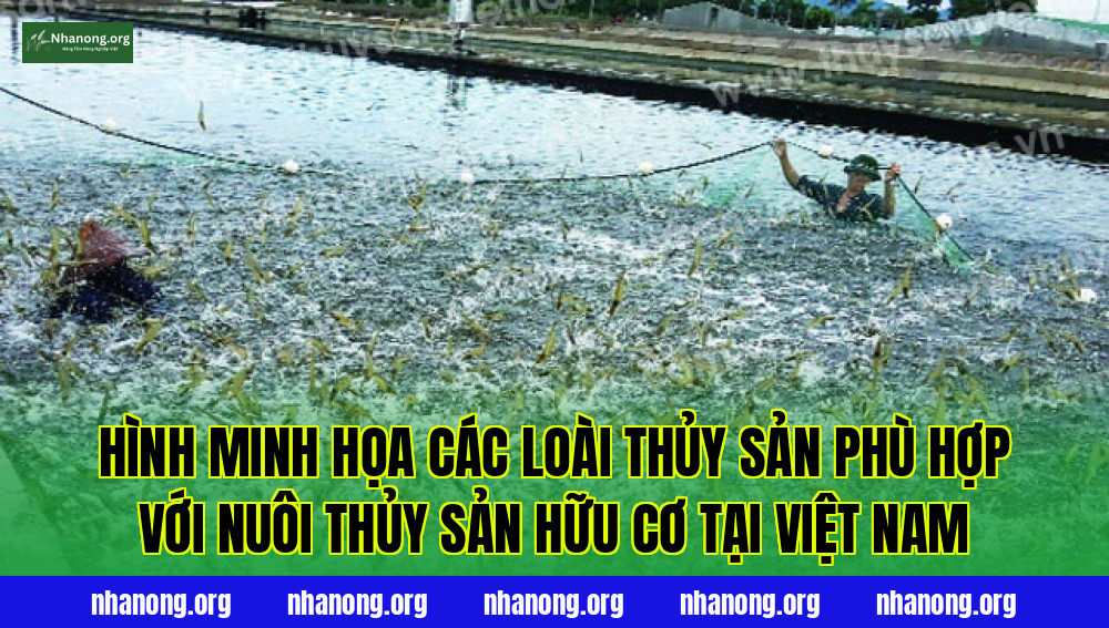 Hình minh họa các loài thủy sản phù hợp với nuôi thủy sản hữu cơ tại Việt Nam