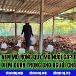 Khi Nào Nên Mở Rộng Quy Mô Nuôi Gà? Dấu Hiệu & Thời Điểm Quan Trọng Cho Người Chăn Nuôi