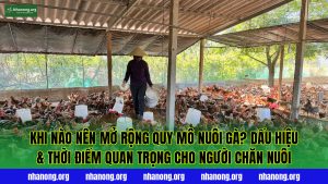 Khi Nào Nên Mở Rộng Quy Mô Nuôi Gà? Dấu Hiệu & Thời Điểm Quan Trọng Cho Người Chăn Nuôi