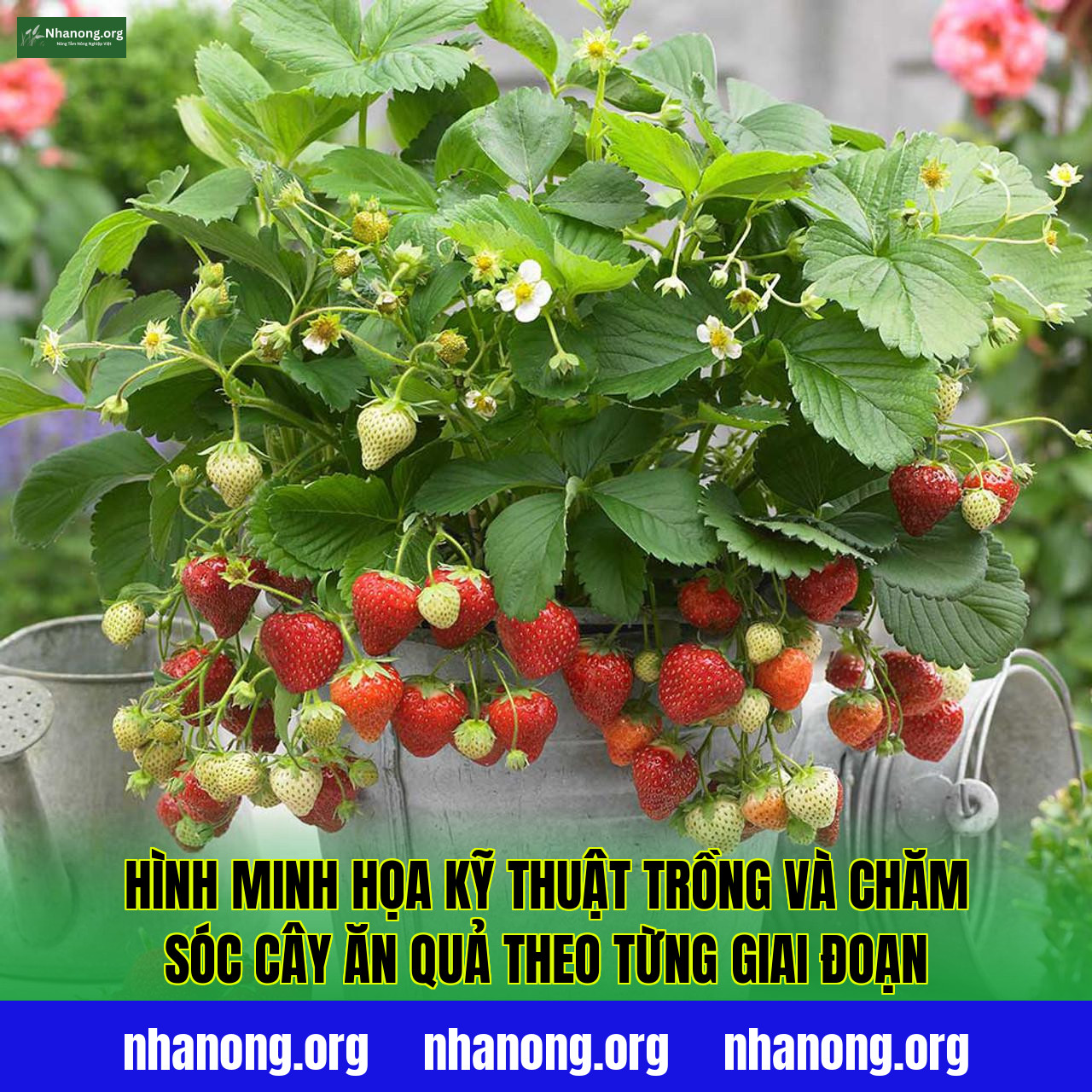 Hình minh họa kỹ thuật trồng và chăm sóc cây ăn quả theo từng giai đoạn
