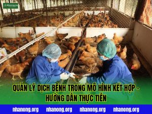 Quản Lý Dịch Bệnh Trong Mô Hình Kết Hợp – Hướng Dẫn Thực Tiễn