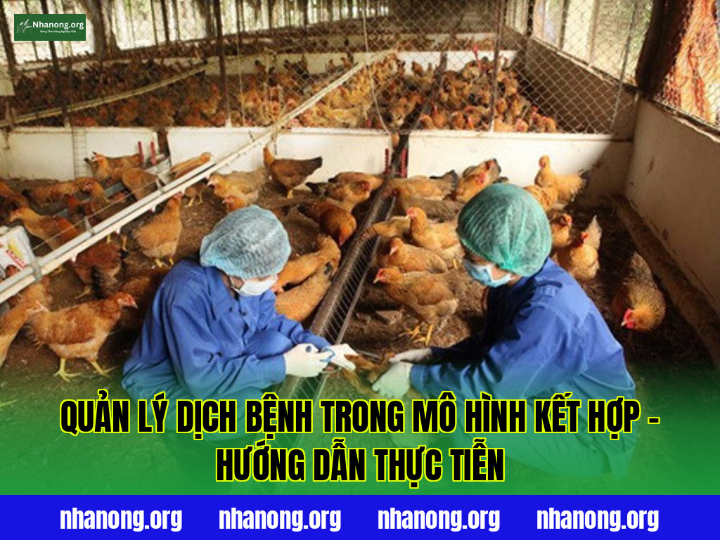 Quản Lý Dịch Bệnh Trong Mô Hình Kết Hợp – Hướng Dẫn Thực Tiễn