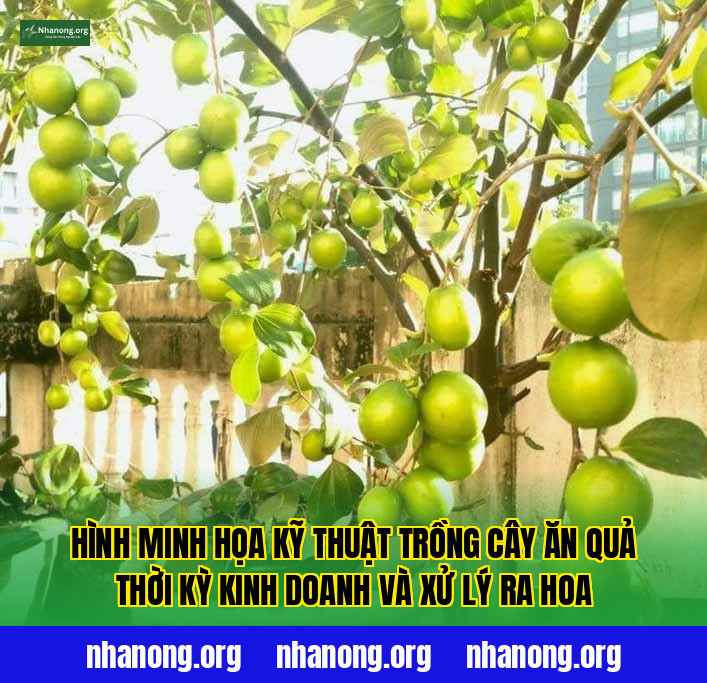 Hình minh họa kỹ thuật trồng cây ăn quả thời kỳ kinh doanh và xử lý ra hoa