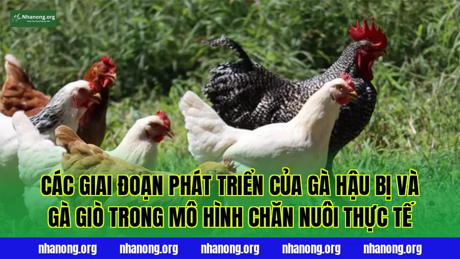 Các giai đoạn phát triển của gà hậu bị và gà giò trong mô hình chăn nuôi thực tế
