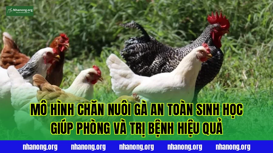 Mô hình chăn nuôi gà an toàn sinh học giúp phòng và trị bệnh hiệu quả