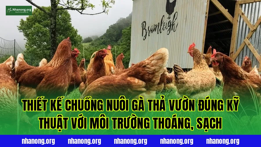 Thiết kế chuồng nuôi gà thả vườn đúng kỹ thuật với môi trường thoáng, sạch