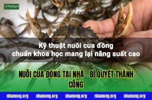 Nuôi Cua Đồng Tại Nhà – Bí Quyết Thành Công