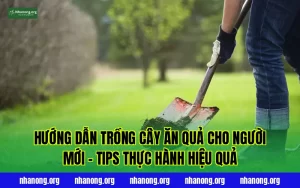 Hướng Dẫn Trồng Cây Ăn Quả Cho Người Mới – Tips Thực Hành Hiệu Quả