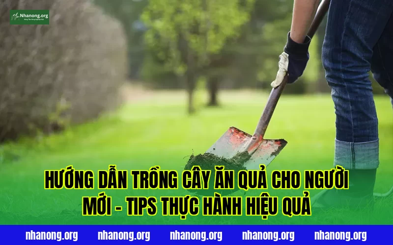 Hướng Dẫn Trồng Cây Ăn Quả Cho Người Mới – Tips Thực Hành Hiệu Quả