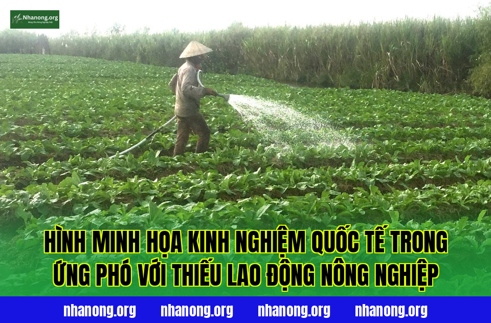 Hình minh họa kinh nghiệm quốc tế trong ứng phó với thiếu lao động nông nghiệp