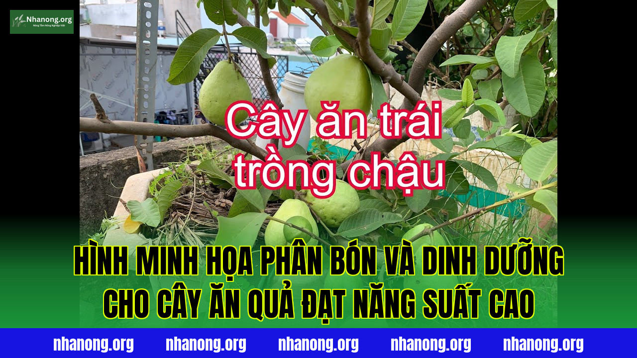 Hình minh họa phân bón và dinh dưỡng cho cây ăn quả đạt năng suất cao