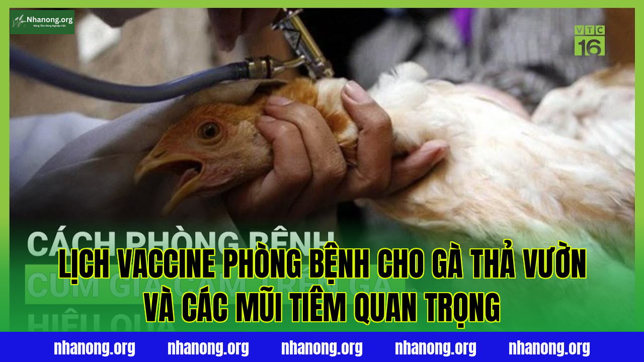 Lịch vaccine phòng bệnh cho gà thả vườn và các mũi tiêm quan trọng