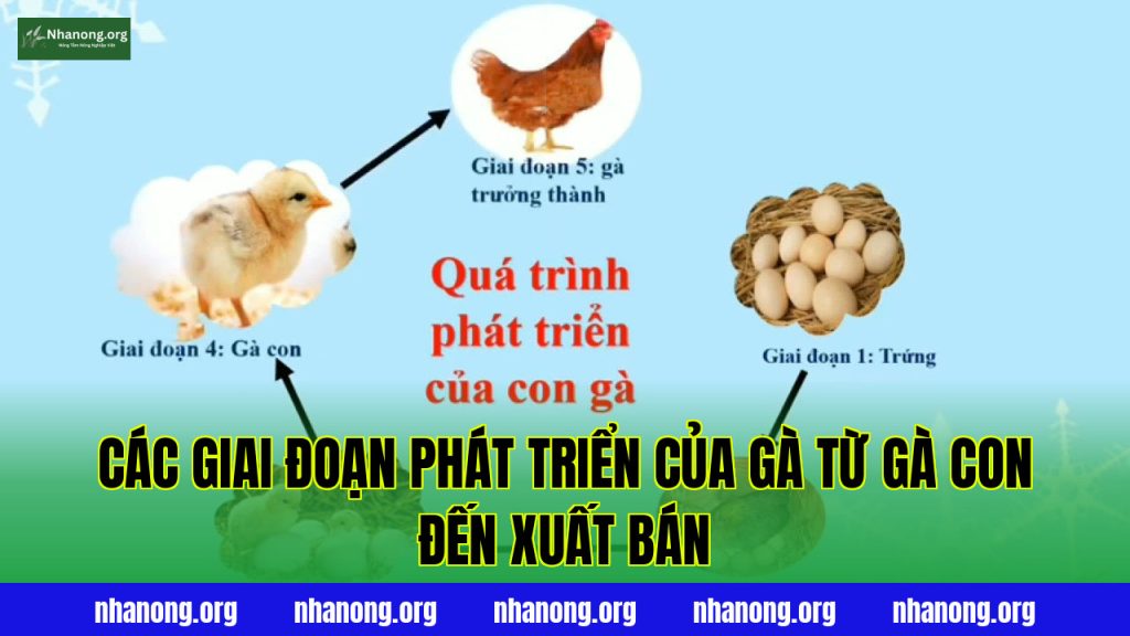 Các Giai Đoạn Phát Triển Của Gà Từ Gà Con Đến Xuất Bán