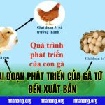Các Giai Đoạn Phát Triển Của Gà Từ Gà Con Đến Xuất Bán