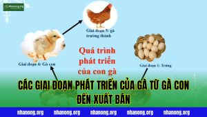 Các Giai Đoạn Phát Triển Của Gà Từ Gà Con Đến Xuất Bán