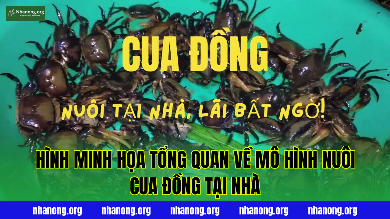 Hình minh họa tổng quan về mô hình nuôi cua đồng tại nhà