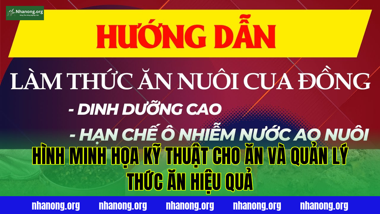 Hình minh họa kỹ thuật cho ăn và quản lý thức ăn hiệu quả