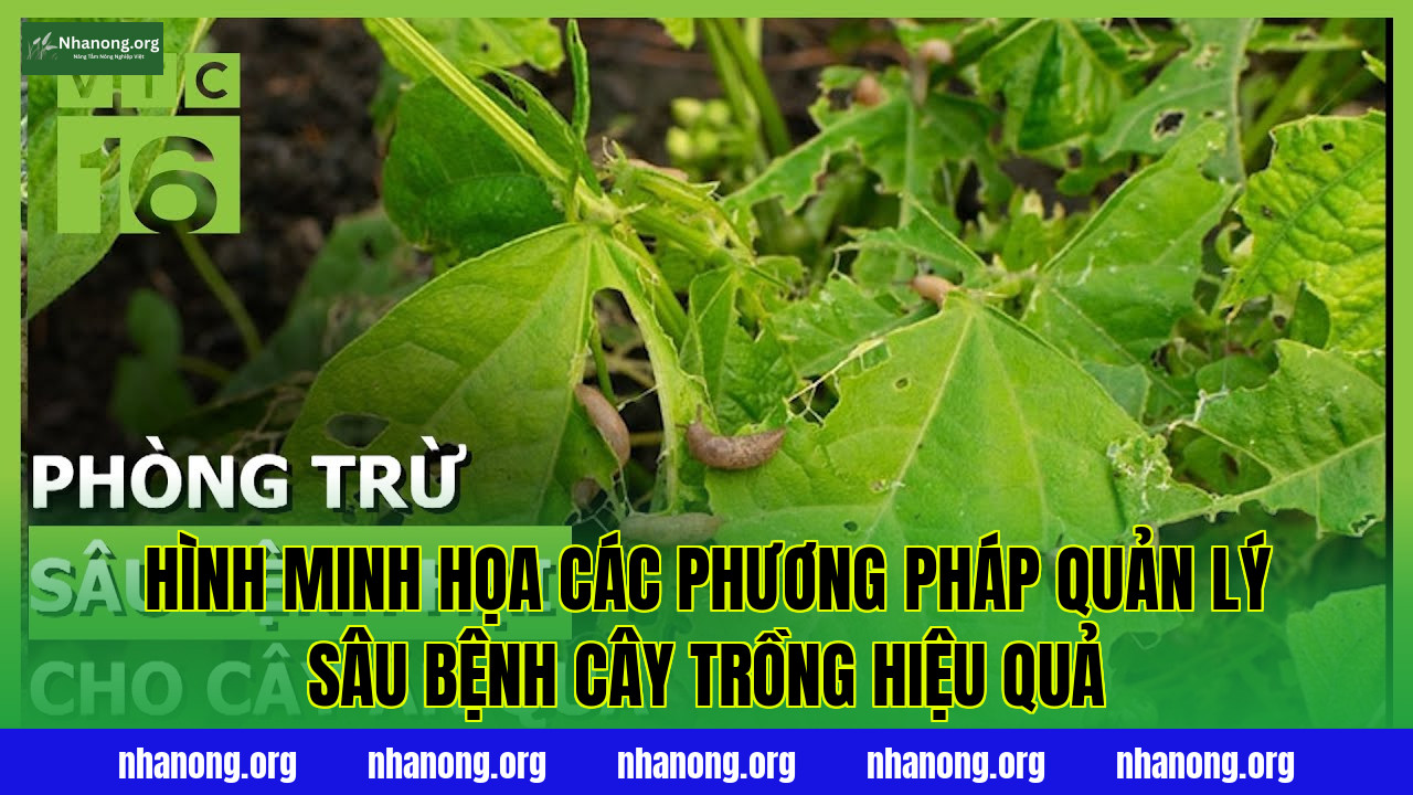 Hình minh họa các phương pháp quản lý sâu bệnh cây trồng hiệu quả