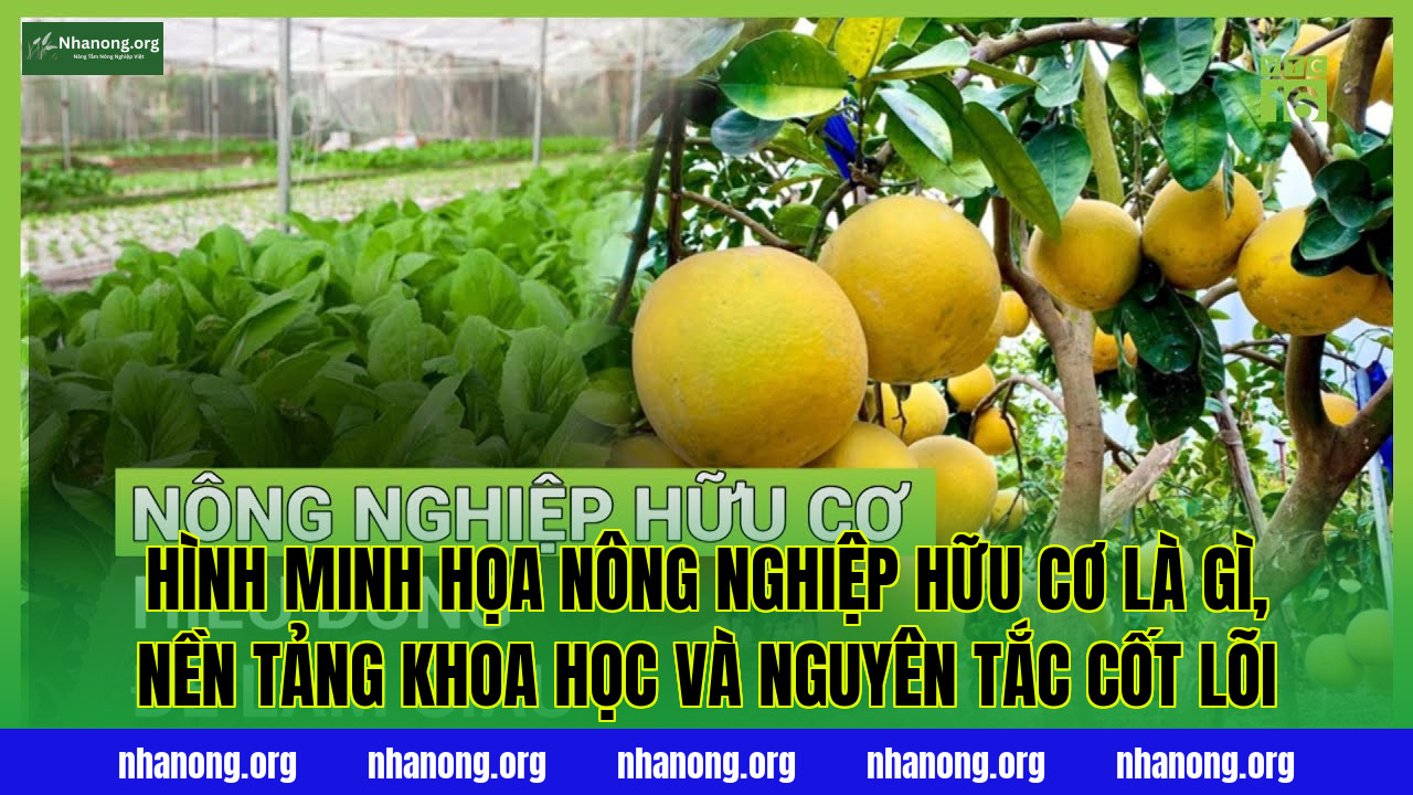 Hình minh họa nông nghiệp hữu cơ là gì, nền tảng khoa học và nguyên tắc cốt lõi