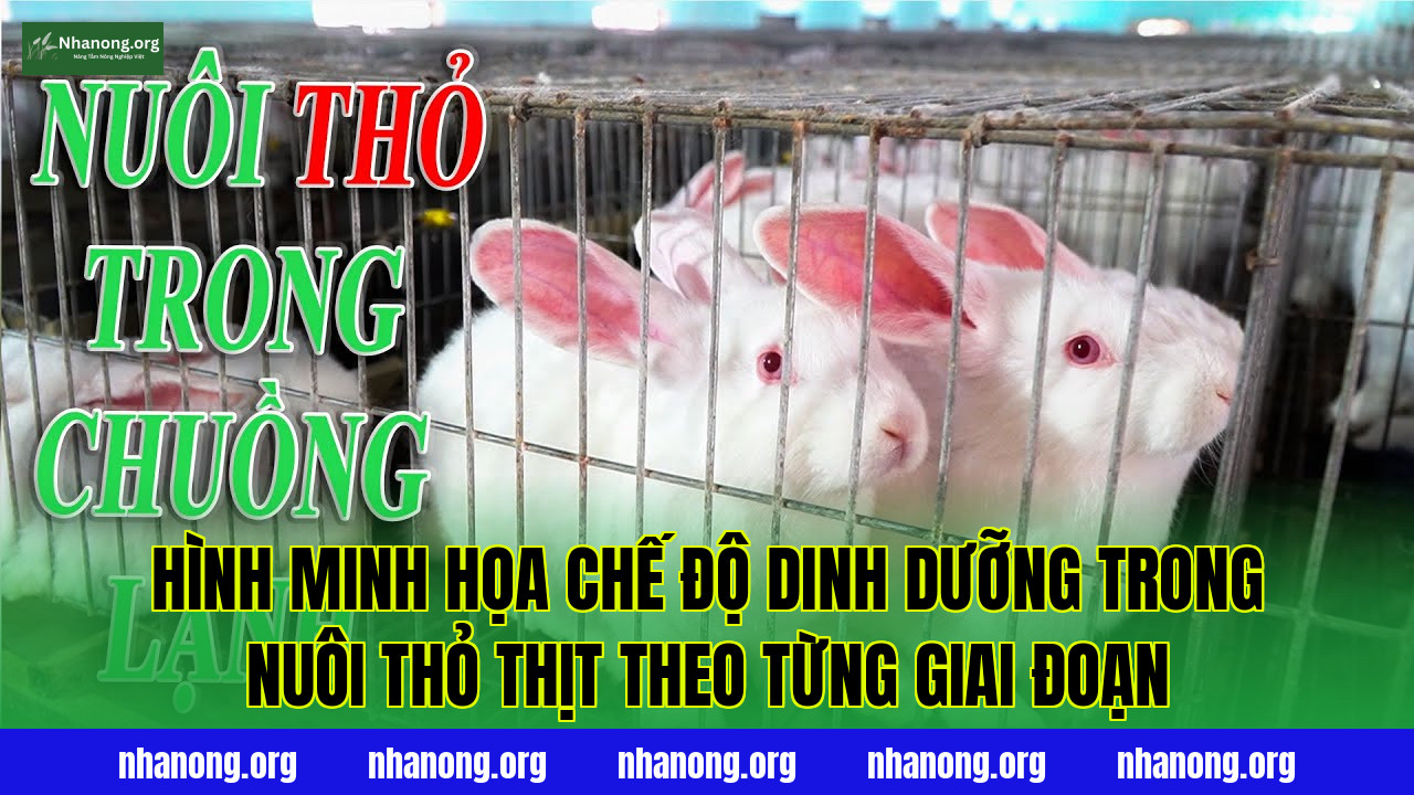Hình minh họa chế độ dinh dưỡng trong nuôi thỏ thịt theo từng giai đoạn