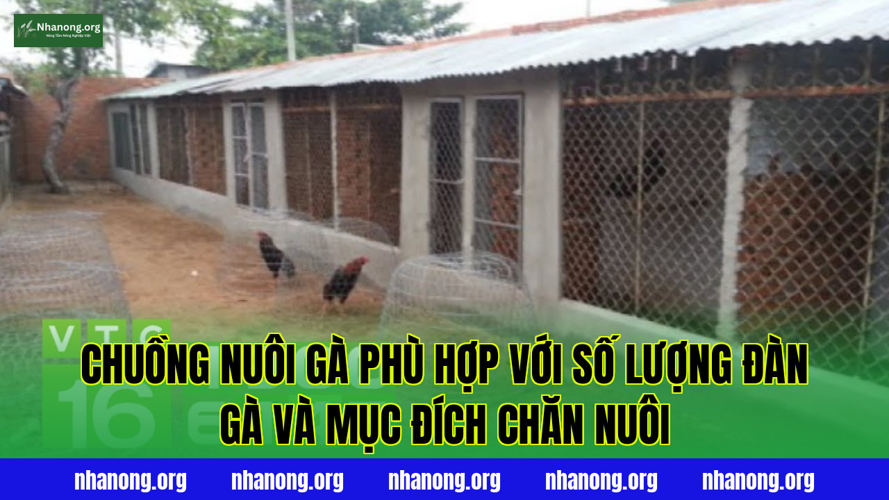 Chuồng nuôi gà phù hợp với số lượng đàn gà và mục đích chăn nuôi
