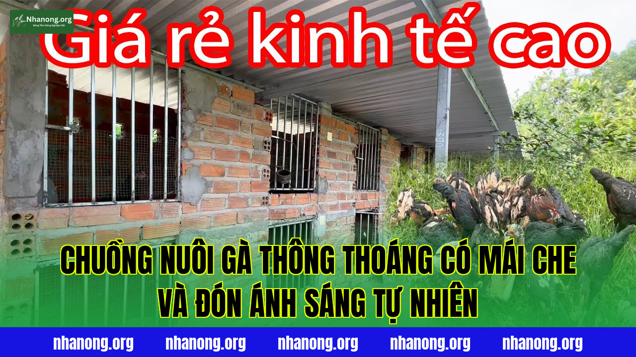 Chuồng nuôi gà thông thoáng có mái che và đón ánh sáng tự nhiên