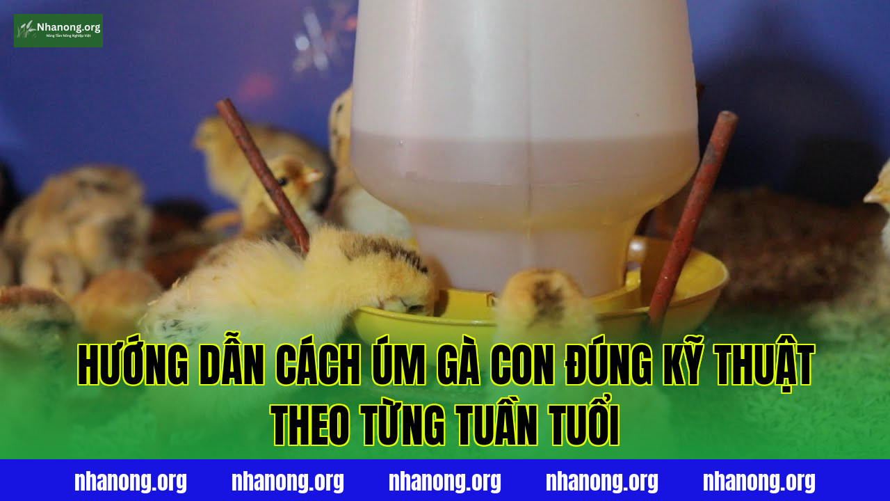 Hướng dẫn cách úm gà con đúng kỹ thuật theo từng tuần tuổi