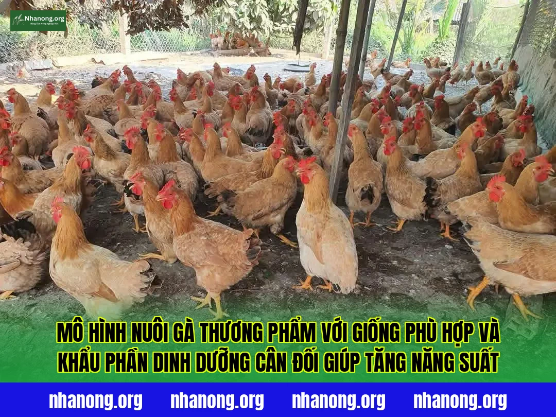 Mô hình nuôi gà thương phẩm với giống phù hợp và khẩu phần dinh dưỡng cân đối giúp tăng năng suất