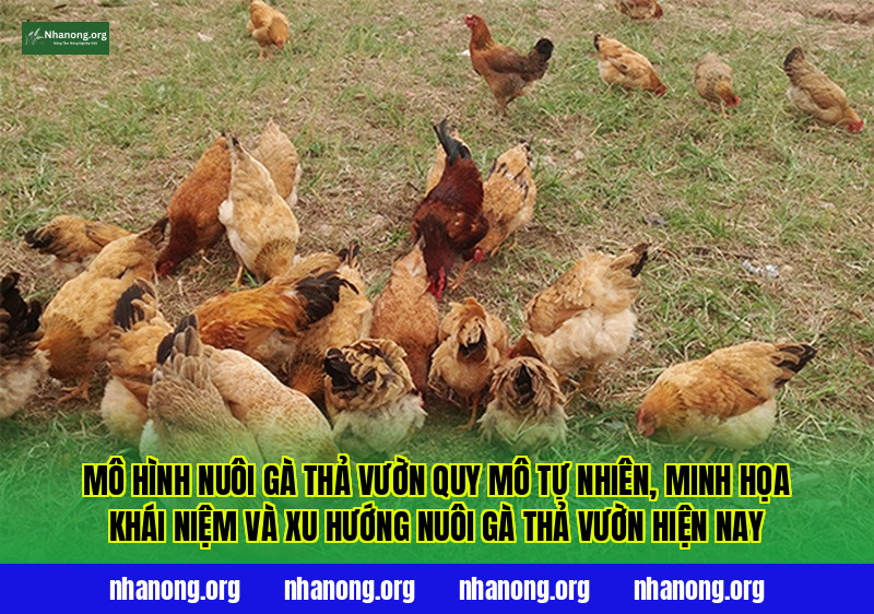 Mô hình nuôi gà thả vườn quy mô tự nhiên, minh họa khái niệm và xu hướng nuôi gà thả vườn hiện nay