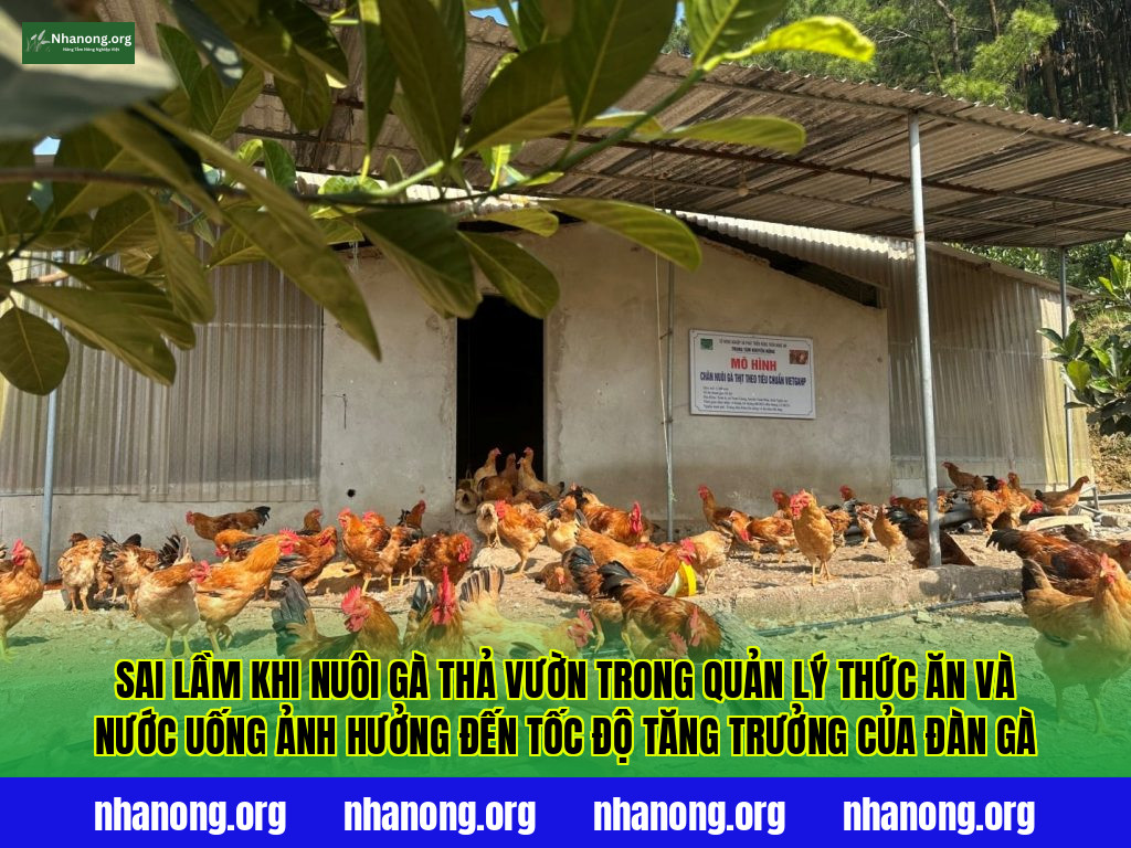 Sai lầm khi nuôi gà thả vườn trong quản lý thức ăn và nước uống ảnh hưởng đến tốc độ tăng trưởng của đàn gà