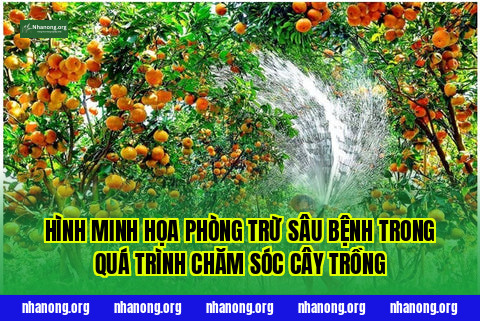 Hình minh họa phòng trừ sâu bệnh trong quá trình chăm sóc cây trồng
