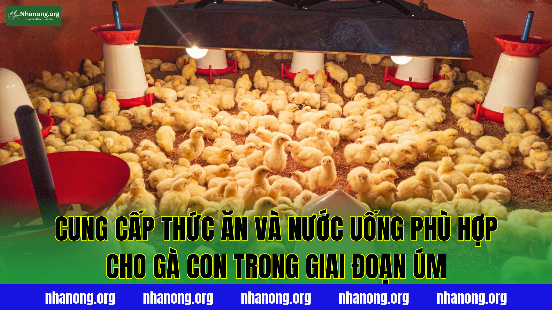 Cung cấp thức ăn và nước uống phù hợp cho gà con trong giai đoạn úm