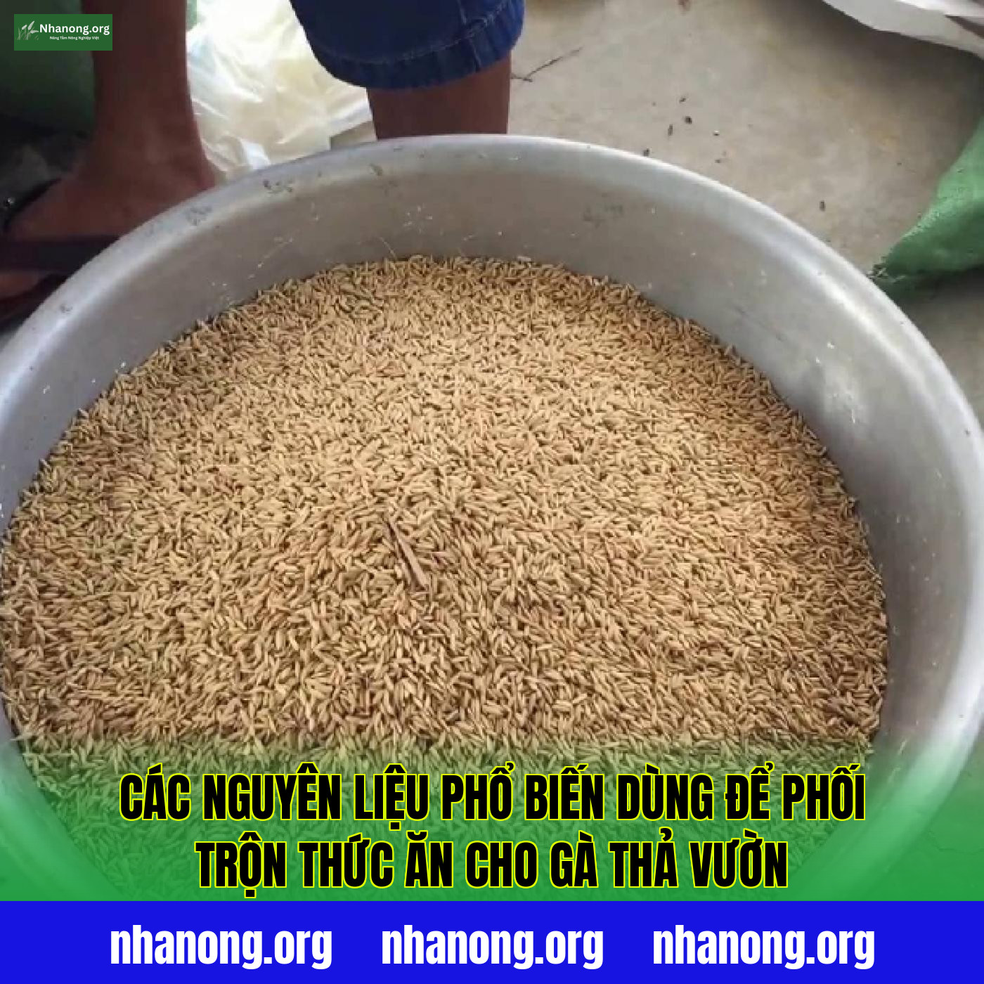 Các nguyên liệu phổ biến dùng để phối trộn thức ăn cho gà thả vườn
