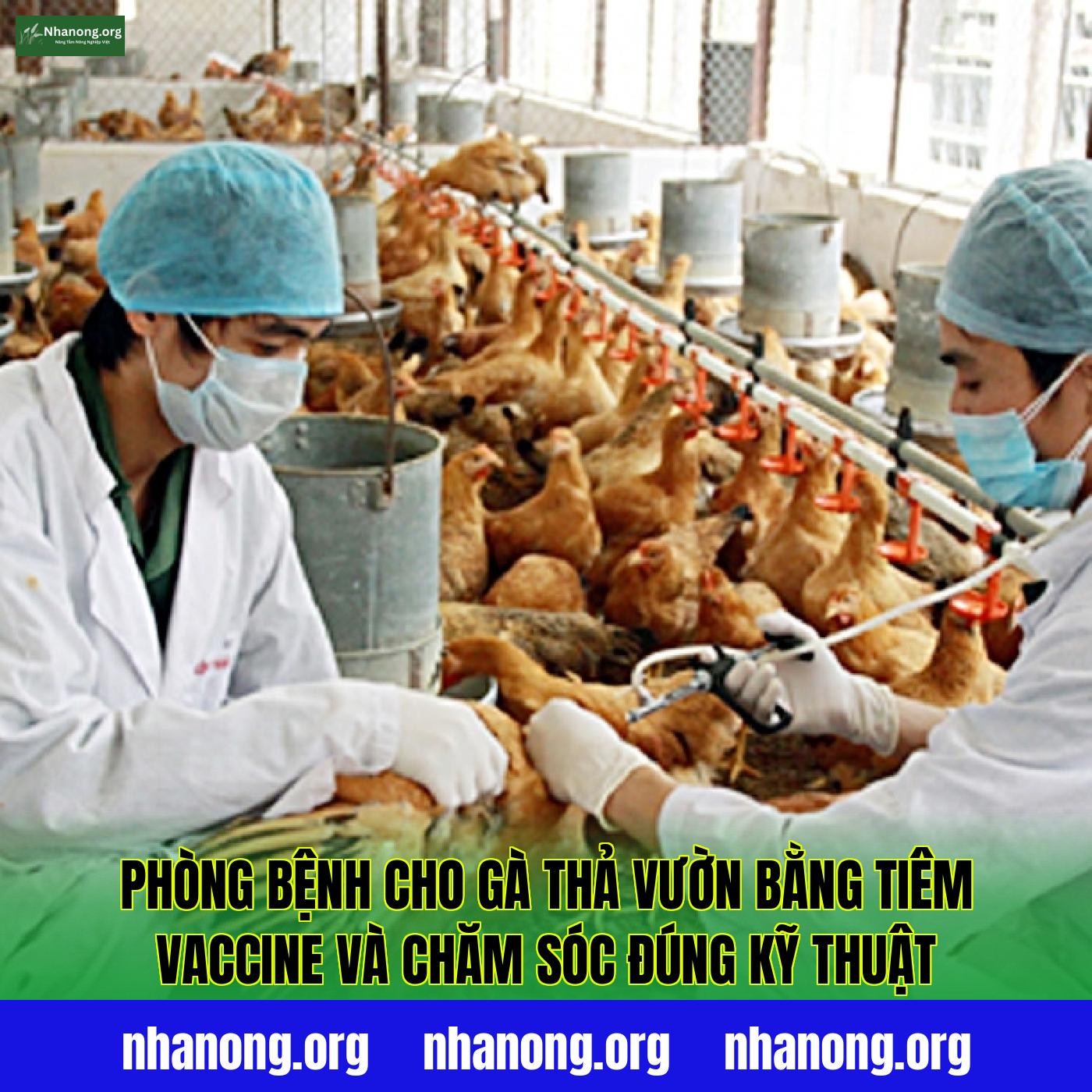 Phòng bệnh cho gà thả vườn bằng tiêm vaccine và chăm sóc đúng kỹ thuật