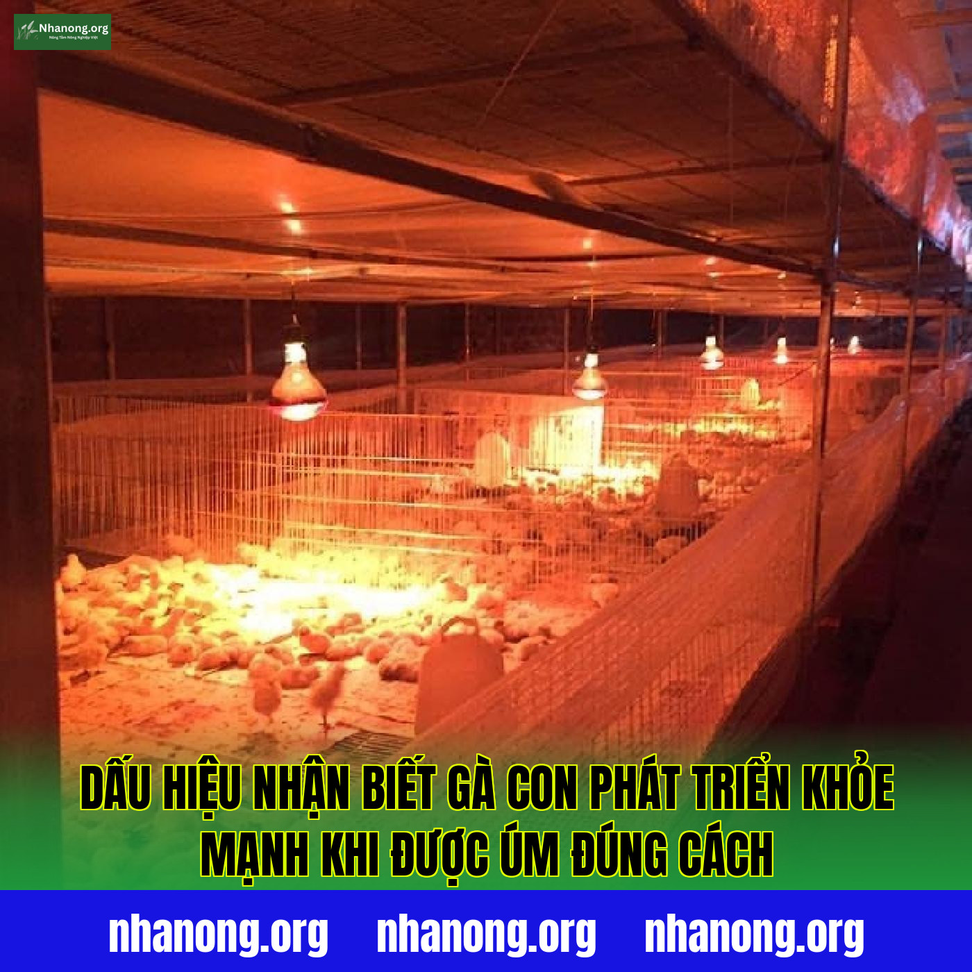 Dấu hiệu nhận biết gà con phát triển khỏe mạnh khi được úm đúng cách