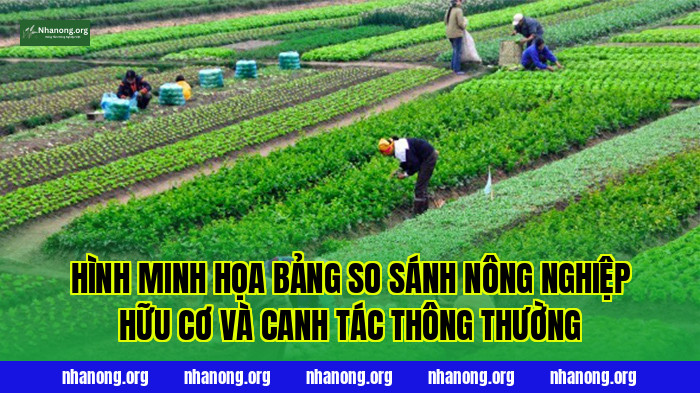 Hình minh họa bảng so sánh nông nghiệp hữu cơ và canh tác thông thường