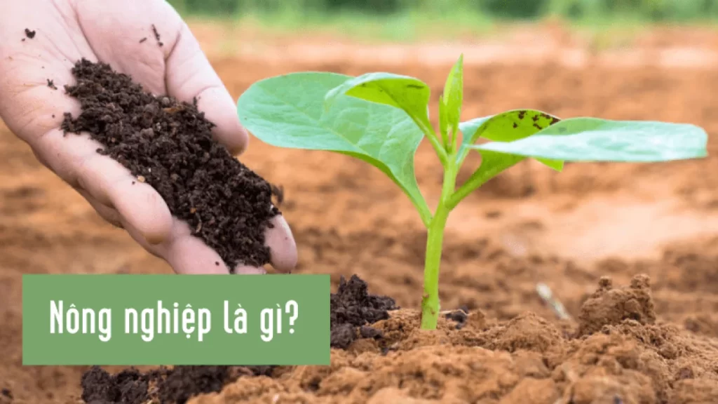 kiến thức làm nông nghiệp hiệu quả cao