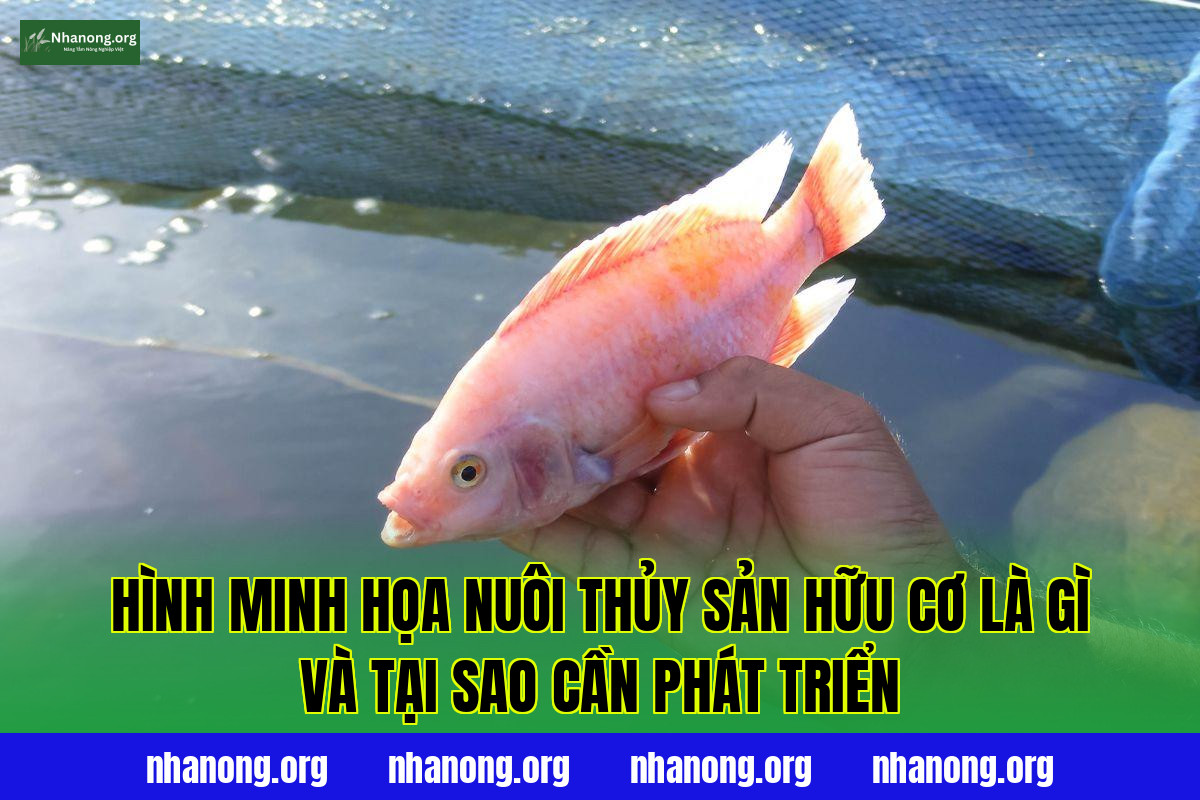 Hình minh họa nuôi thủy sản hữu cơ là gì và tại sao cần phát triển