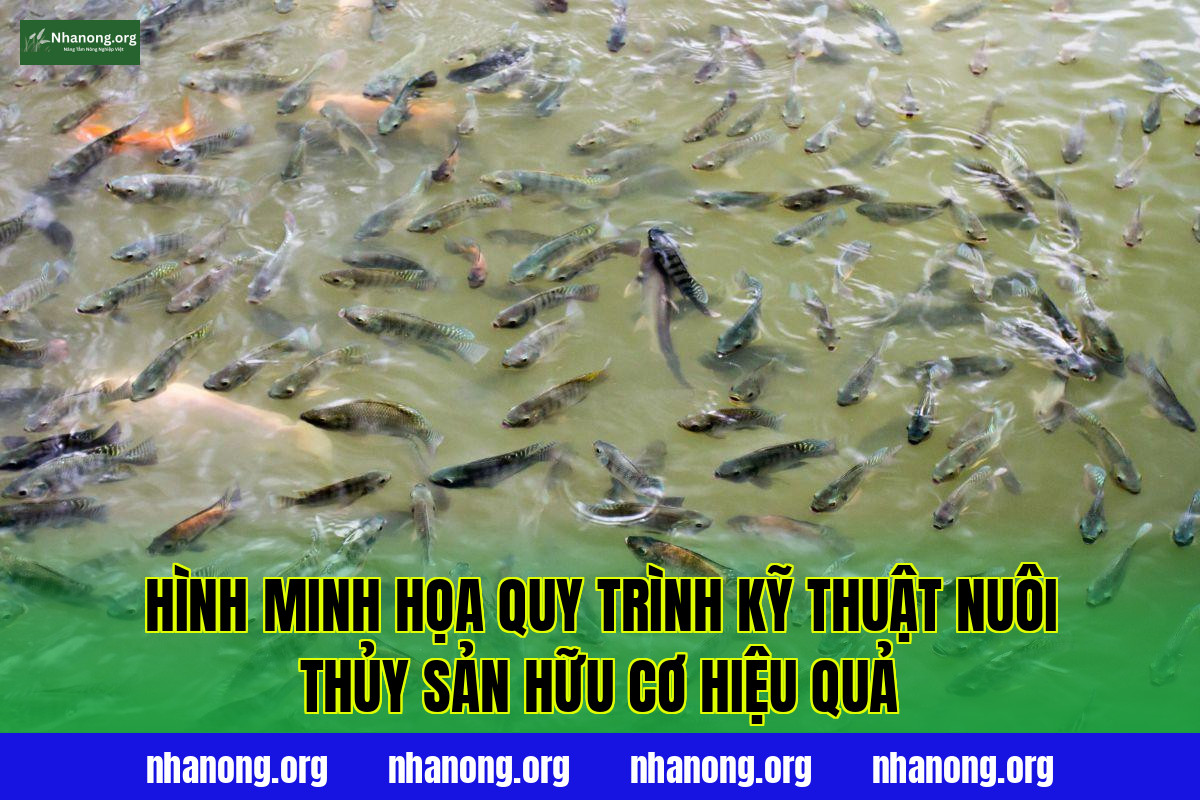Hình minh họa quy trình kỹ thuật nuôi thủy sản hữu cơ hiệu quả