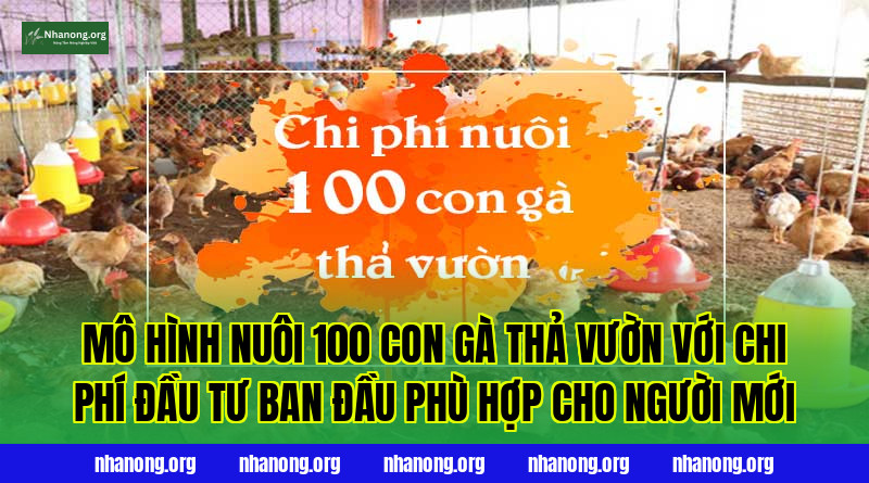 Mô hình nuôi 100 con gà thả vườn với chi phí đầu tư ban đầu phù hợp cho người mới
