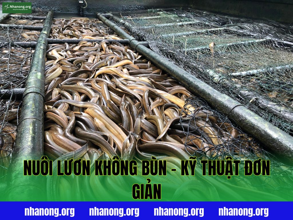 Nuôi Lươn Không Bùn – Kỹ Thuật Đơn Giản