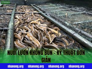 Nuôi Lươn Không Bùn – Kỹ Thuật Đơn Giản