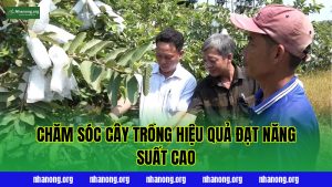Chăm Sóc Cây Trồng Hiệu Quả Đạt Năng Suất Cao