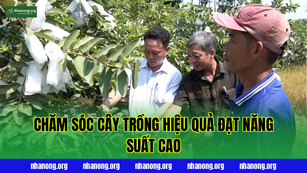 Chăm Sóc Cây Trồng Hiệu Quả Đạt Năng Suất Cao