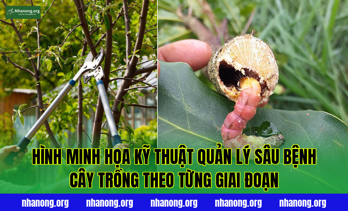 Hình minh họa kỹ thuật quản lý sâu bệnh cây trồng theo từng giai đoạn