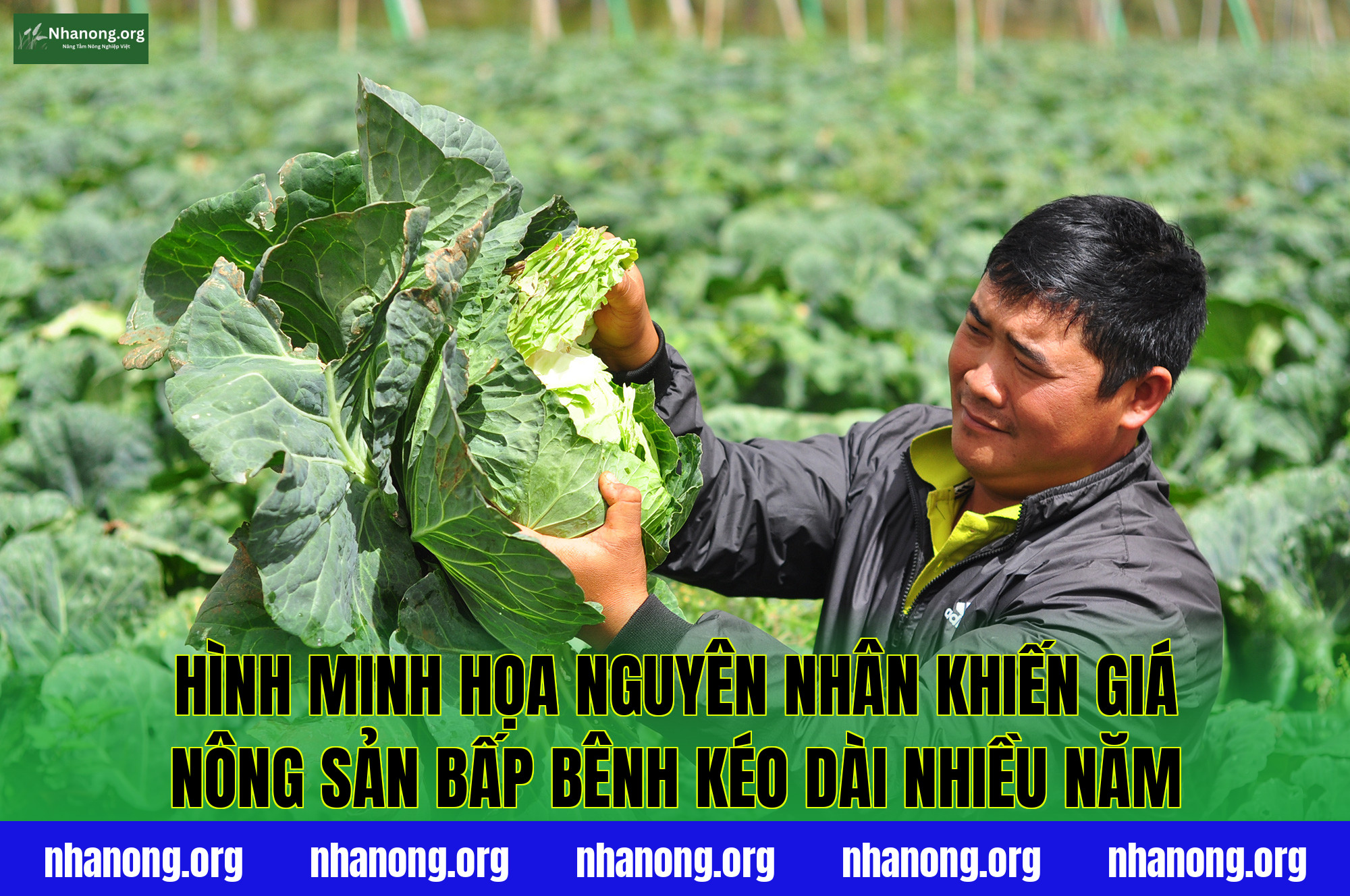 Hình minh họa nguyên nhân khiến giá nông sản bấp bênh kéo dài nhiều năm