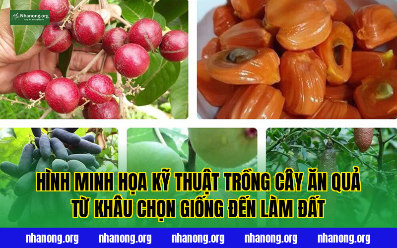 Hình minh họa kỹ thuật trồng cây ăn quả từ khâu chọn giống đến làm đất