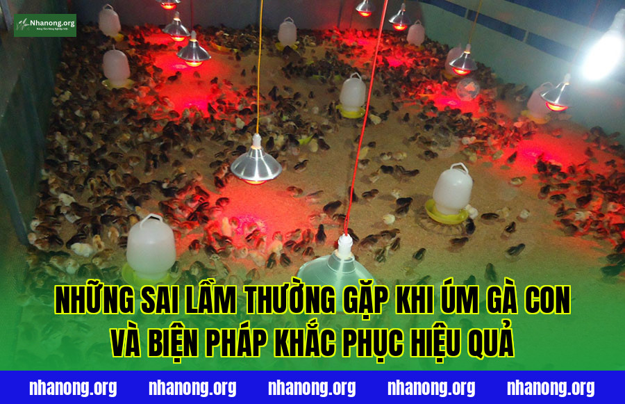 Những sai lầm thường gặp khi úm gà con và biện pháp khắc phục hiệu quả