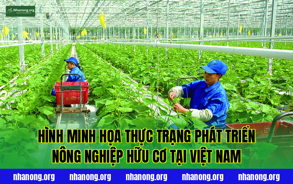 Hình minh họa thực trạng phát triển nông nghiệp hữu cơ tại Việt Nam