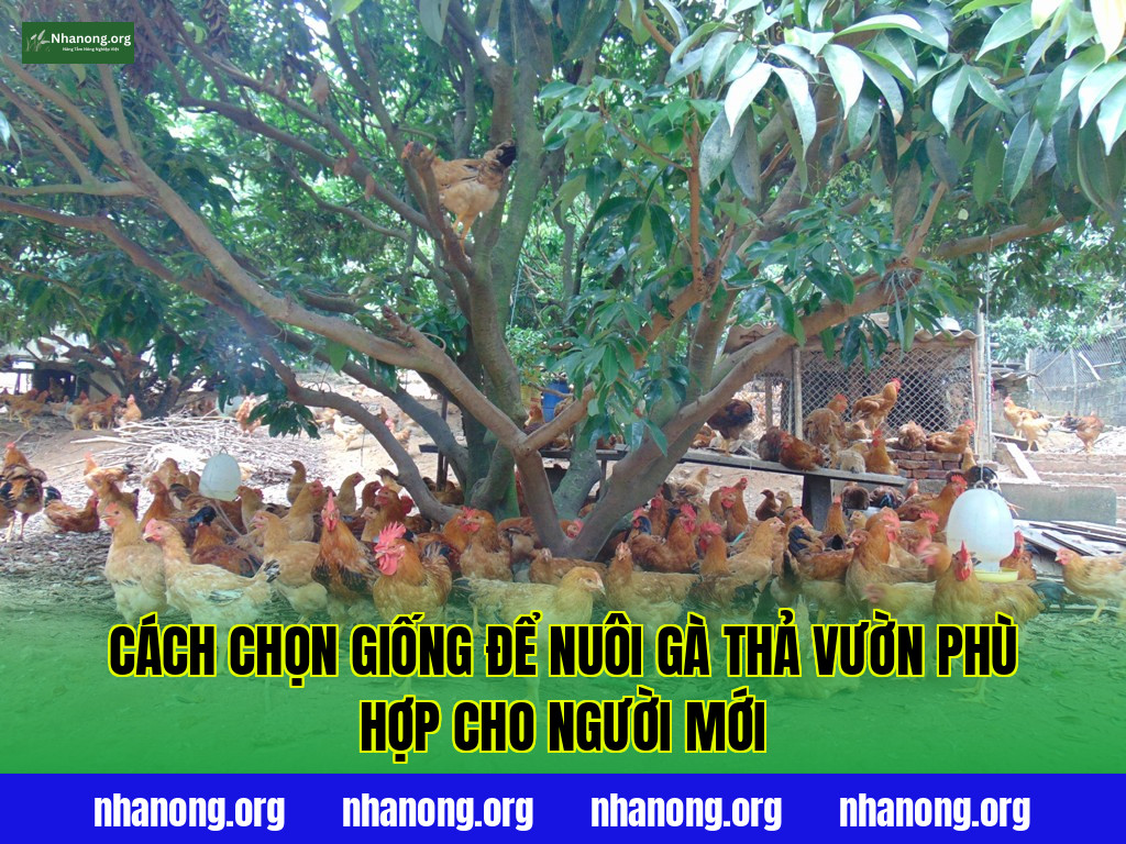 Cách chọn giống để nuôi gà thả vườn phù hợp cho người mới